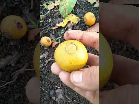 Croadinha, 2026.No Sítio Ducerrado. Baliza,GO. Brasil