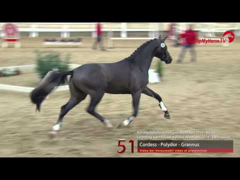 51  Cordess - Polydor - Grannus