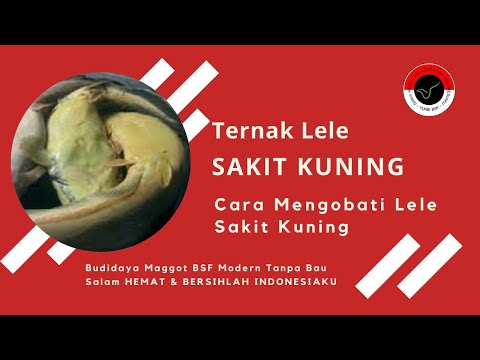 Harga patogen wanita romantis Testis dan masalah potensi sakit