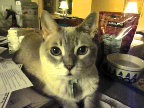 The Ruthstreet cats gather to wish Sid a happy birthday!