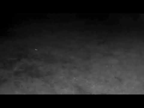 05 22 24  1120pm  Two Foxes walk through the front field. #wildlife #fox