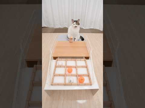 Cats and TIC TAC TOE