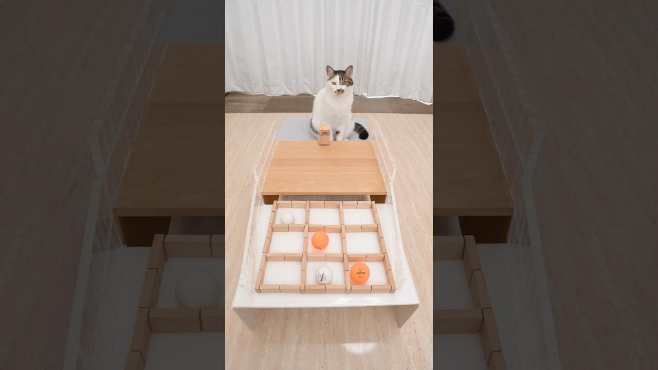 Cats and TIC TAC TOE