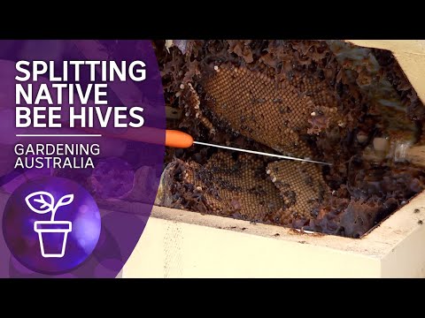 Native bee hives and how to split them | Beneficial animals and insects | Gardening Australia