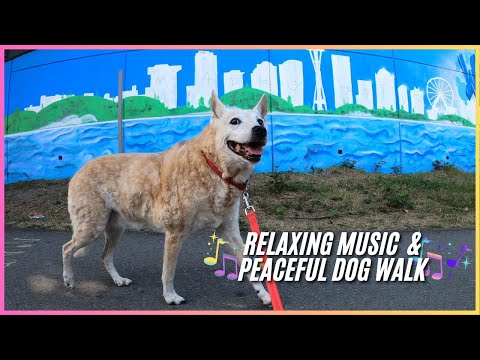 Mountains to Sound Greenway Trail From Daejeon Park & Beacon Hill - Relaxing Music & Nature Dog Walk