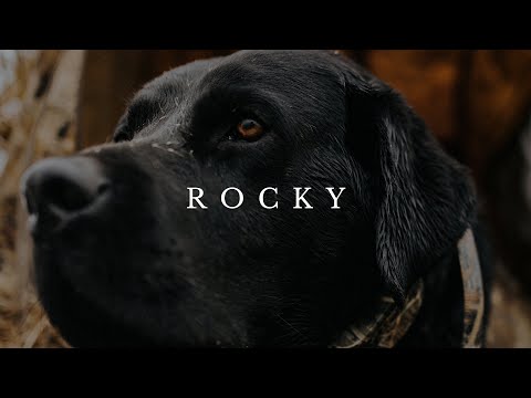 ROCKY - The Duck Dog