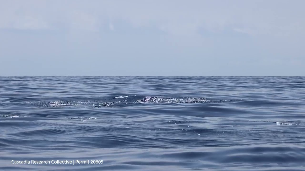 False Killer Whale Punting a Kahala (Almaco Jack)