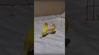 Download lagu Perilaku yang tidak biasa. Nyanyian burung kenari yang menakjubkan 4 #shorts mp3