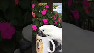 Jasper loves his morning coffee.