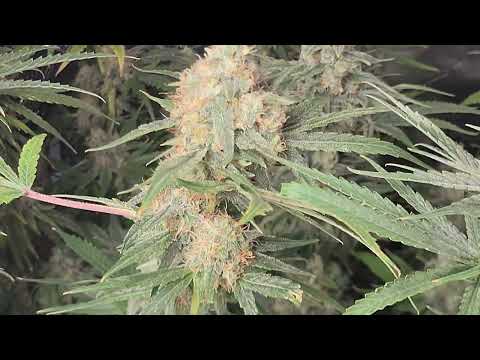 Orange Bud (Dutch Passion): 1a cosecha (último día)