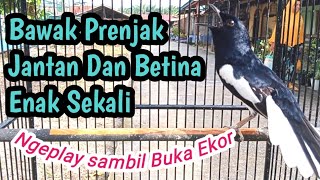 Download lagu KACER GACOR FULL ISIAN MEWAH Sadiss Kacer Buka Ekor Nembak Prenjak Jantan dan Betina Full Isian mp3