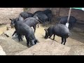 RAJU PIG FARM RATU RANCHI JHARKHAND
