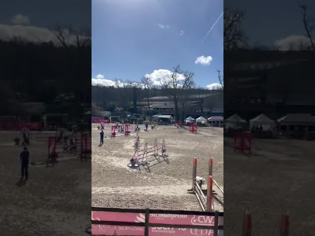 Poney de Sport  8 ans Connemara Part Bred 