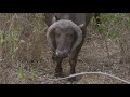 Cape Buffalo Cow With Odd Looking Horns Growing Down Her Face