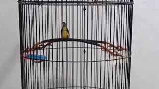 Download lagu The Colibry bird Sogon try sing this voice mp3