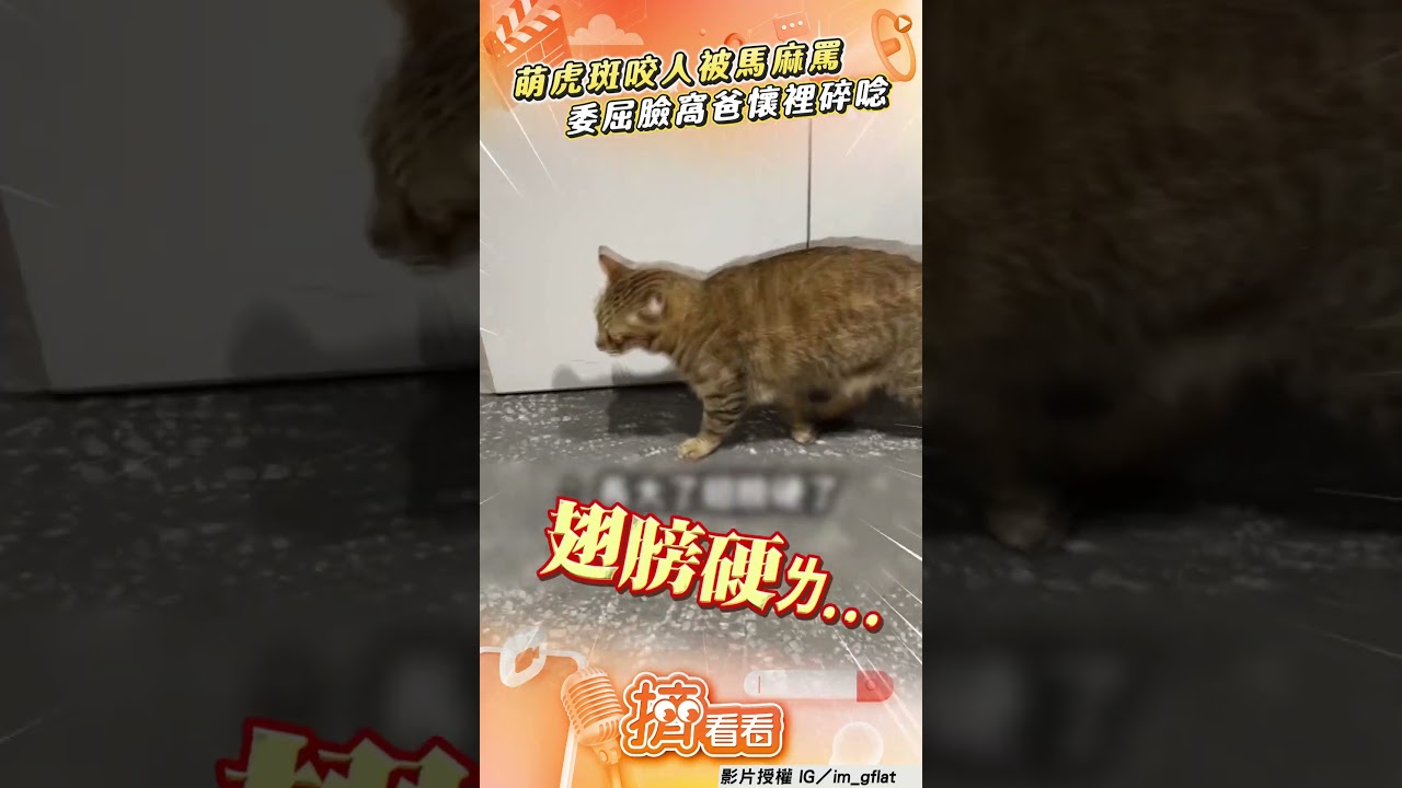 影音/虎斑貓亂咬人「碎唸告狀」 被馬麻罵「委屈巴巴」窩爸懷裡