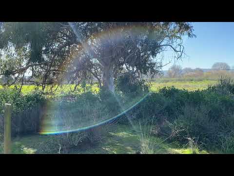 Madrona Marsh (2023) Max Devereaux Short Film