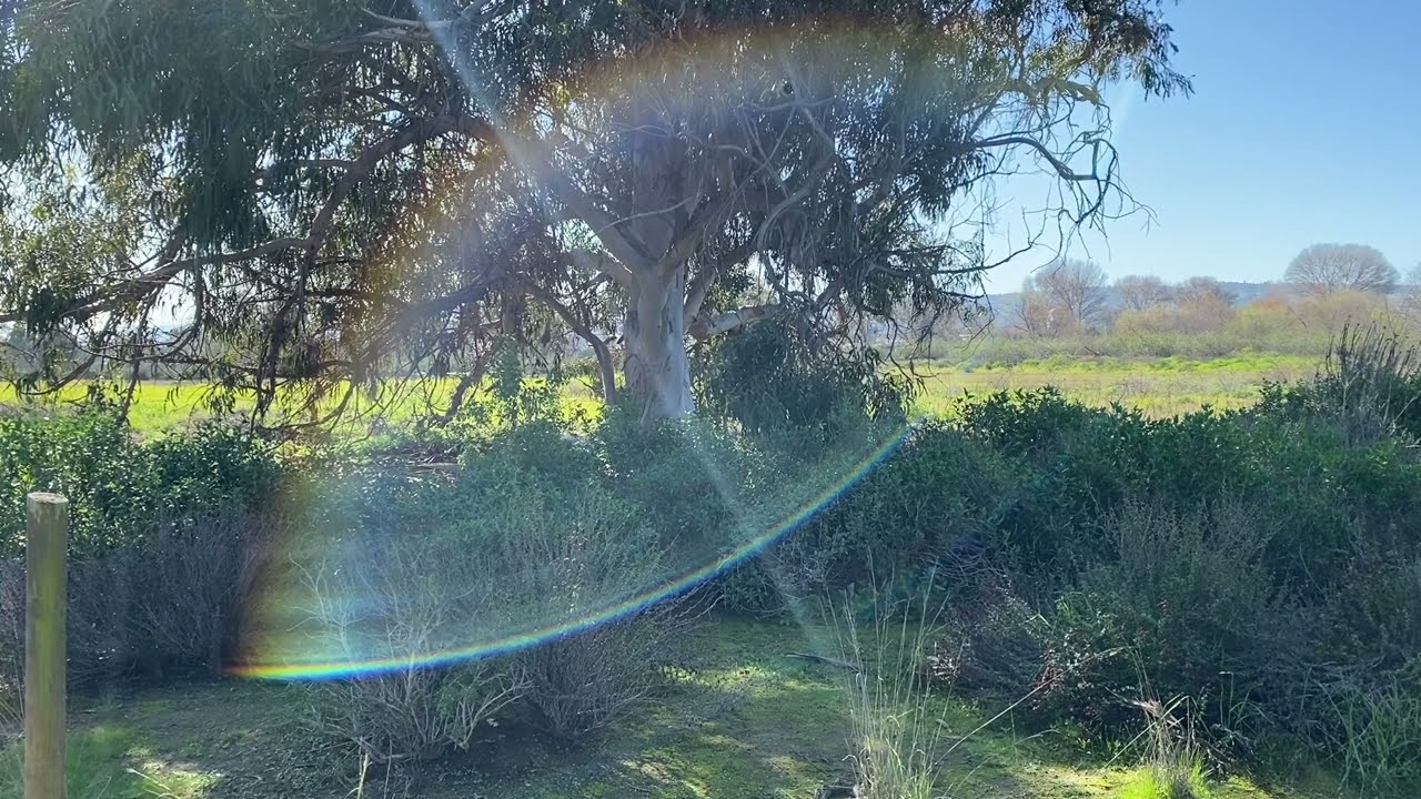 Madrona Marsh (2023) Max Devereaux Short Film