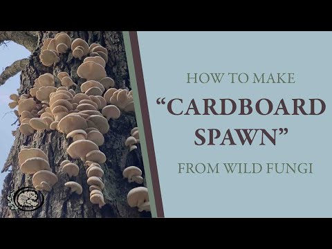 How to Make Mushroom Spawn from Wild Fungi