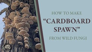 How to Make Mushroom Spawn from Wild Fungi