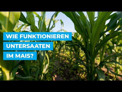 🌽 + 🌱 Wie funktionieren Untersaaten im Mais?