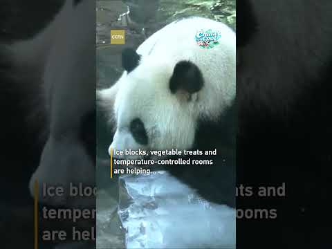 Yangzhou Zoo rolls out creative ways to keep animals cool