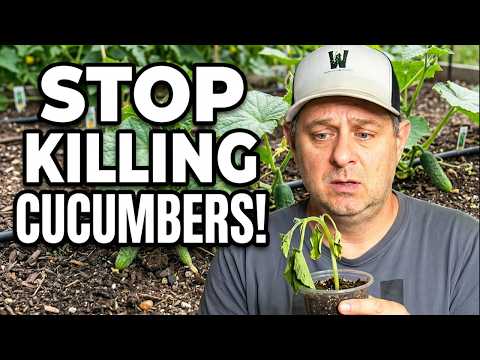 Transplanting Cucumbers? You're Probably Making These Mistakes