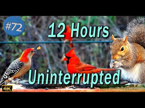 TV for Cats 😻12 Hours of Birds 🐦 and Squirrels 🐿Feeder Uninterrupted CatTV