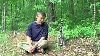 MADAGASCAR LEMURS & NC RAIN | WNCN WEATHER FACTS - WES HOHENSTEIN