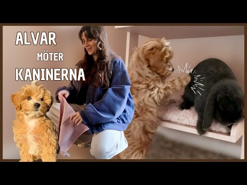 Valpen Möter Kaninerna | Första Tiden Med Valp Som Ny Hundägare