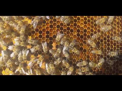 Pcelarstvo 2021. Велики унос полена у оквир