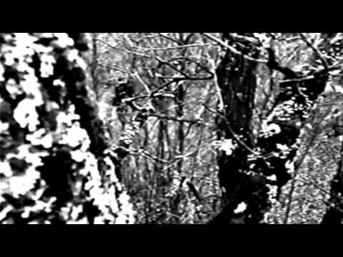 STRYDWOLF - DUNKLE WÄLDER