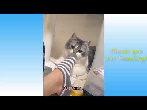 Cute cat's attitude || Cute animals || funny animal videos || funny cat videos || cute funny cat