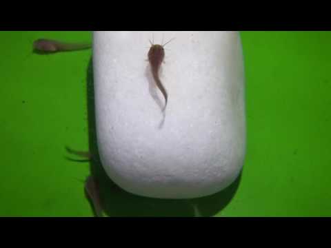 Pikkelyes papilloma nyelv eltávolítása