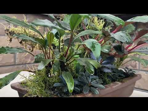 ブセ盆栽〜buce bonsai〜　2022/10/09