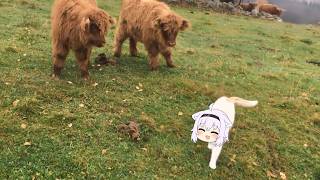 Okayu cat want to keep cow as a pet | Animal hololive