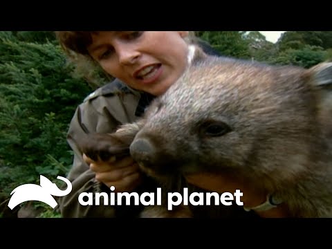 Steve Irwin Roams Tasmania's Remote Highlands Region | The Crocodile Hunter | Animal Planet