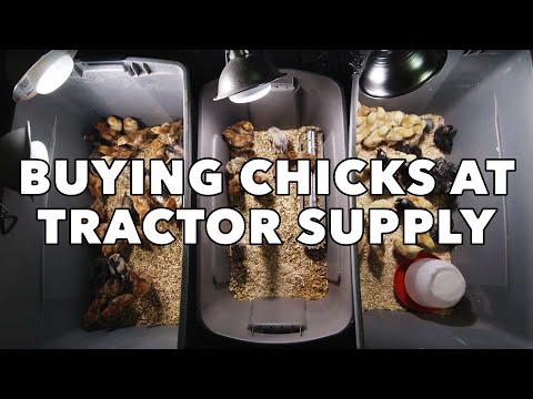 image-How much does a pet chick cost?