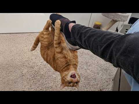 Watch and TRY TO STOP LAUGHING with These CATS 🤣 Funny Cat Videos