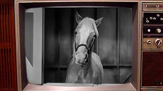 Mister Ed sings Johnny Cash&#39;s Folsom Prison Blues