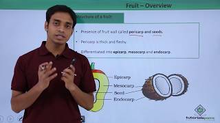 Class 11th – Fruit – Overview | Morphology of Flowering Plants | Tutorials Point