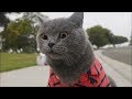 New Ultimate Aaron 039 s Animal 039 s Video comp New Ultimate Aaron 039 s Animal 039 s Video comp
