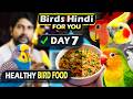 Day 7 Special Egg Rice Diet For Budgies Lovebirds Cockatiels Weekly Bird Feeding Routine Hindi
