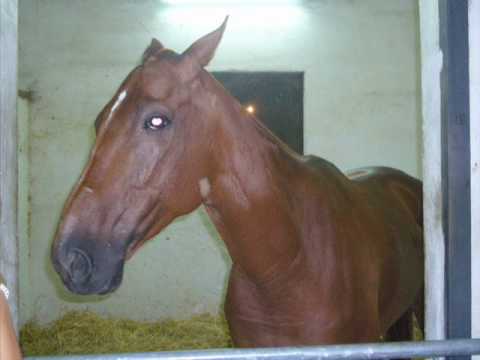 vezzosi - valentino e le follie di capitan vicenzu.wmv