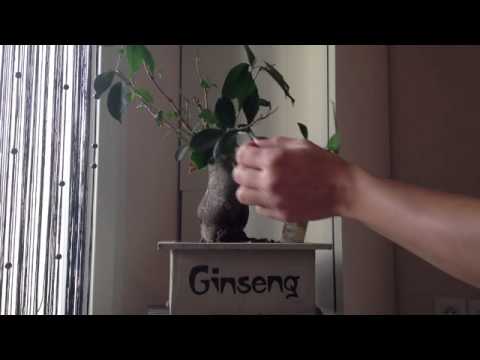 comment prendre soin d'un bonsai