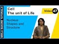 Cell The Unit Of Life NEET Nucleus Shapes And Structure Neela Bakore Tutorials