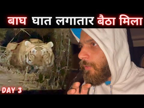 Live Encounter With Tiger 🐅 | Tiger Attack | Jim Corbett National Park Night Jungle Safari | Day 3