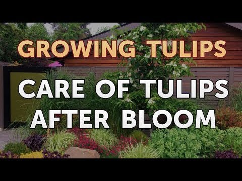 How to Plant Tulips Outside After They Bloom in Pots