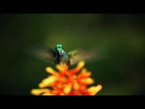The hidden beauty of pollination – Louie Schwartzberg
