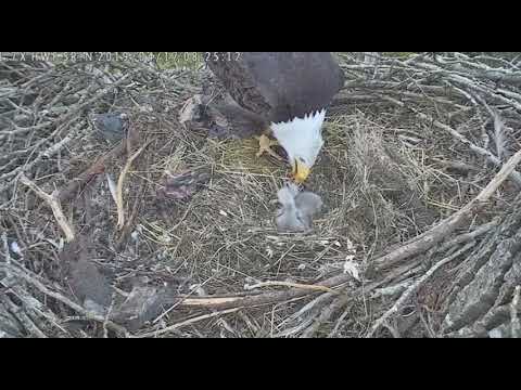 2019-04-17 Surrey Reserve 0823am 5min